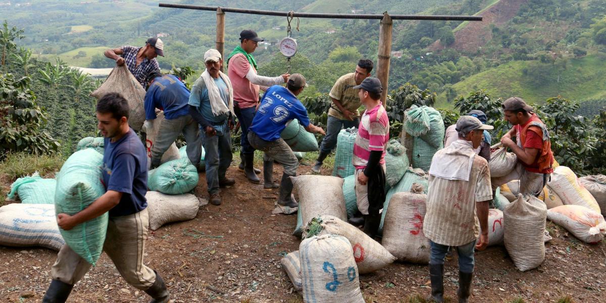 Caldas ya alcanzó la meta de producir 21 sacos de café por hectárea, a la que el promedio del país espera llegar en 2024.