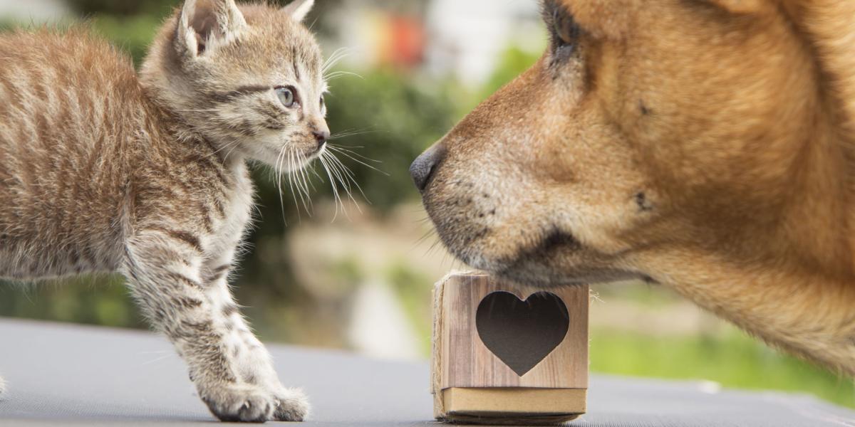 ¿Qué animal es más inteligente el gato o el perro?