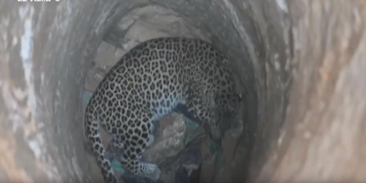 El agónico rescate de un leopardo que cayó a un pozo de 10 metros