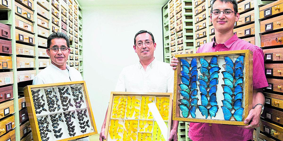 Por su colorido, las mariposas se roban el espectáculo entre los más de un millón de insectos del museo.