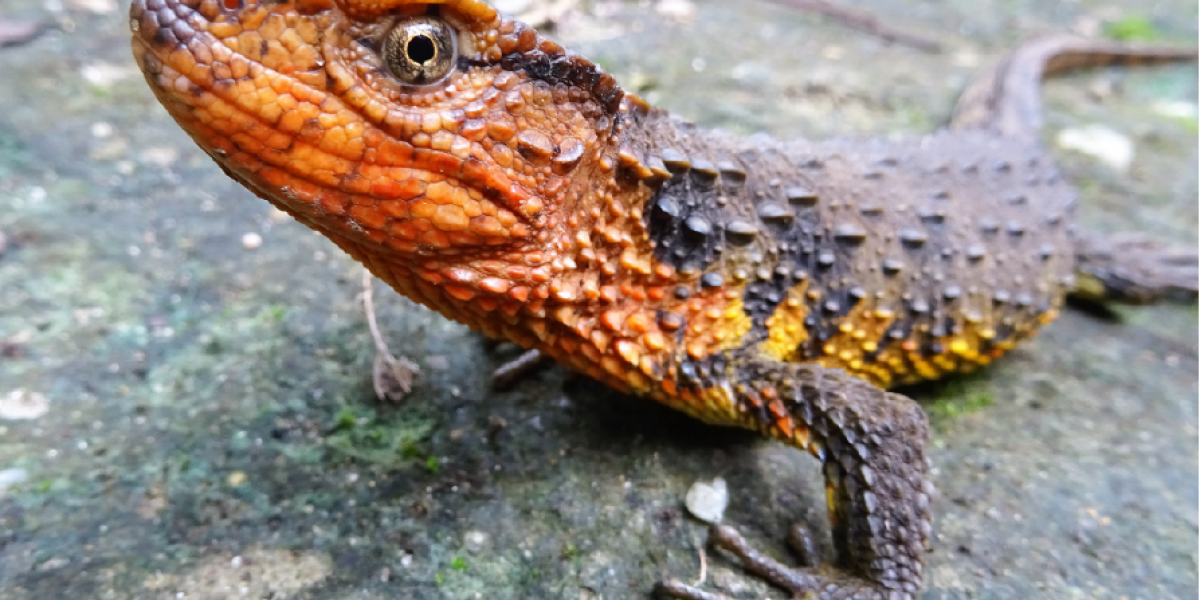 El lagarto cocodrilo vietnamita, Shinisaurus crocodilurus vietnamensis. Lagartija de tamaño mediano que vive en hábitats de agua dulce y bosques del sur de China y al norte de Vietnam.