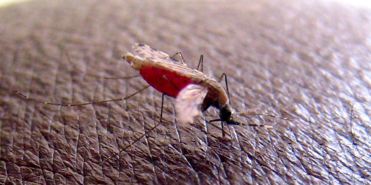Imagen de archivo tomada el 23 de abril de 2008 de un mosquito 'Anopheles gambiae', que transmite el parásito que causa malaria.