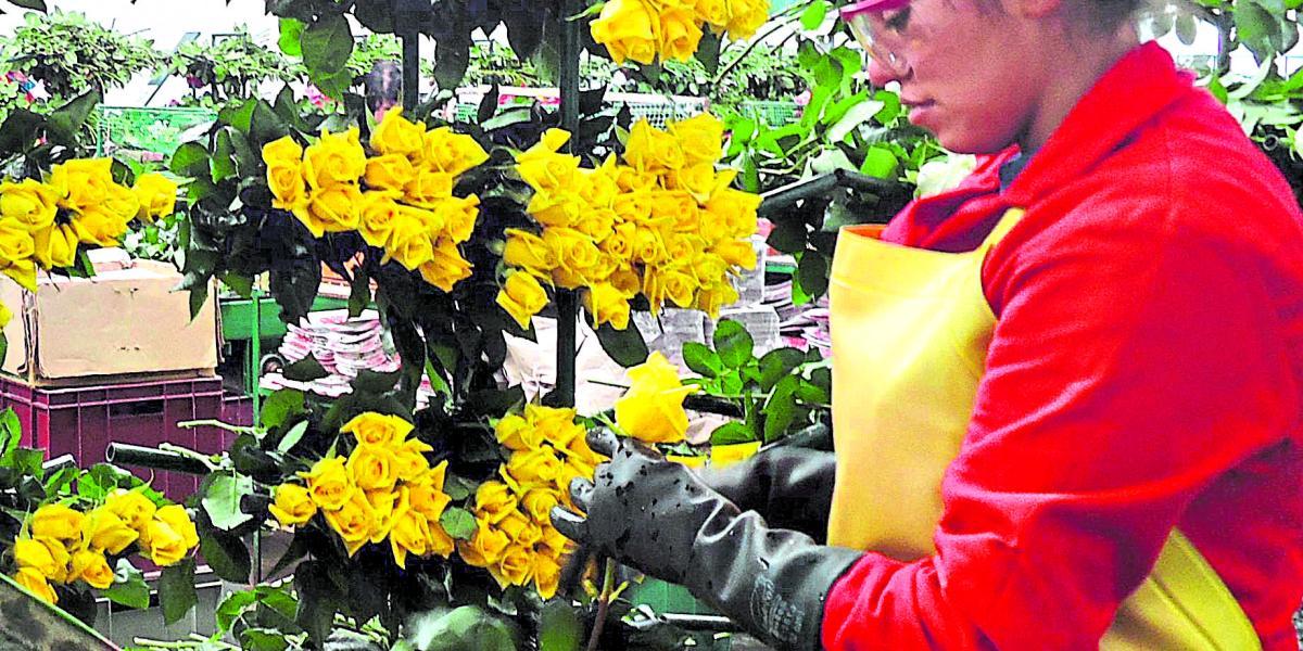 Muchas empresas de flores han puesto en marcha planes de beneficio social para sus trabajadores.