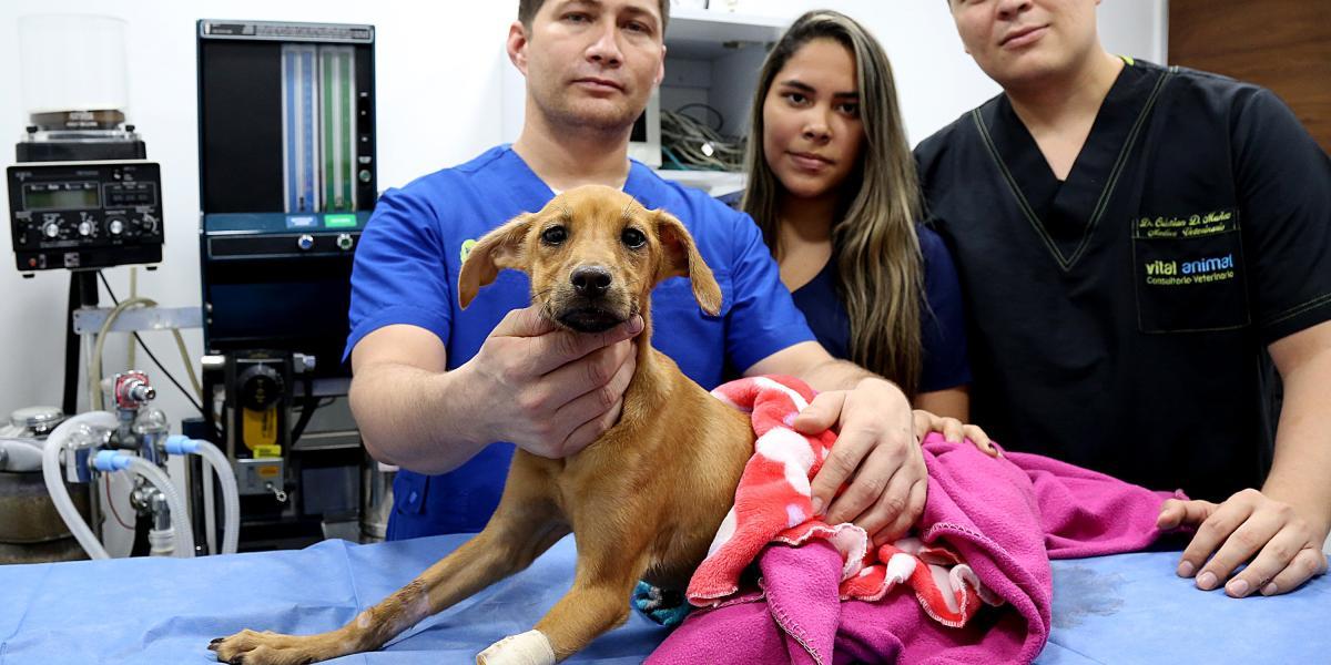 El animal fue entregada al médico veterinario Sebastián Piedrahita, quien la recibió y señaló que Lupita debía ser sometida a algunas cirugías para empezar a reconstruirle la vagina y también para reubicar el canal de la uretra.