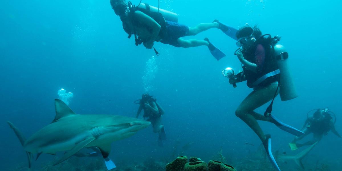 En una inmersión, los turistas y los aficionados al buceo pueden tener aproximaciones cercanas a dos y hasta diez tiburones de arrecife, que llegan a medir 1,6 metros.