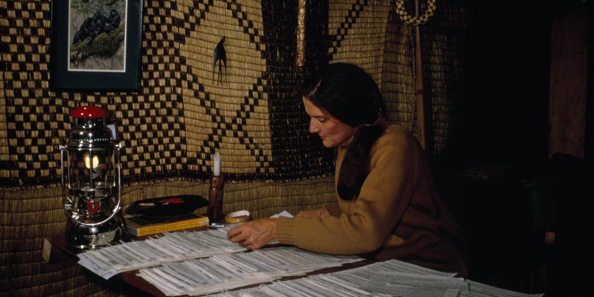 Material inédito del trabajo de la zoóloga Dian Fossey (1932-1985) se podrá ver en el documental de NatGeo.