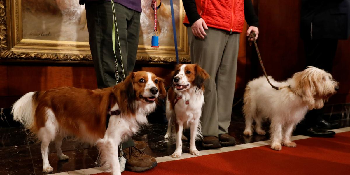 Nuevas razas reconocidas por el American Kennel Club, en un encuentro en American Kennel Club en Manhattan.