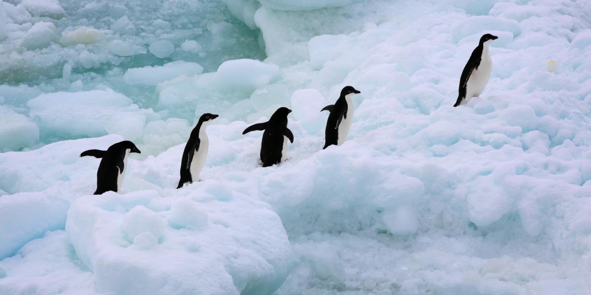 Los pingüinos son uno de los animales más afectados por el aumento de la temperatura en los océanos y el deshielo acelerado, que se intensifica con el fenómeno de El Niño.