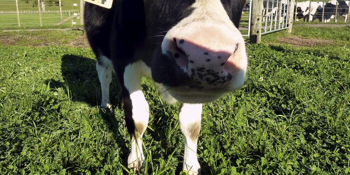 En 2012, más de 15 años después de la oveja Dolly, científicos de Nueva Zelanda crearon genéticamente a la vaca Daisy con la esperanza de producir la primera leche a prueba de alergias.