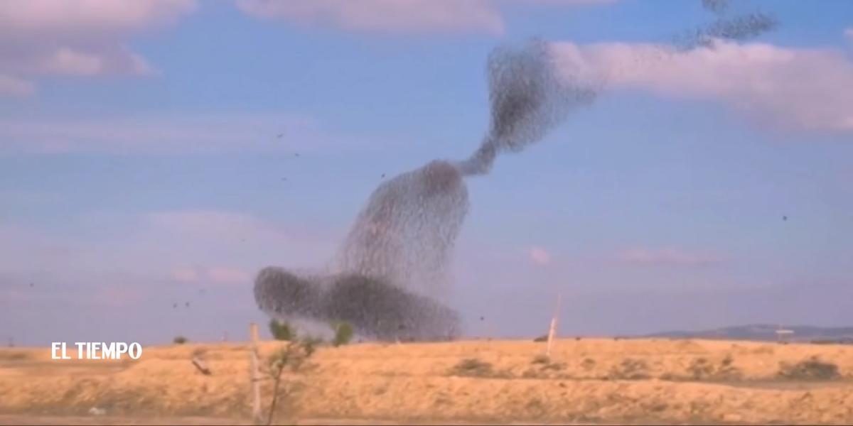 Los estorninos migratorios forman una espectacular exhibición aérea en el sur de Israel, pero ¿por qué ocurre este fenómeno?