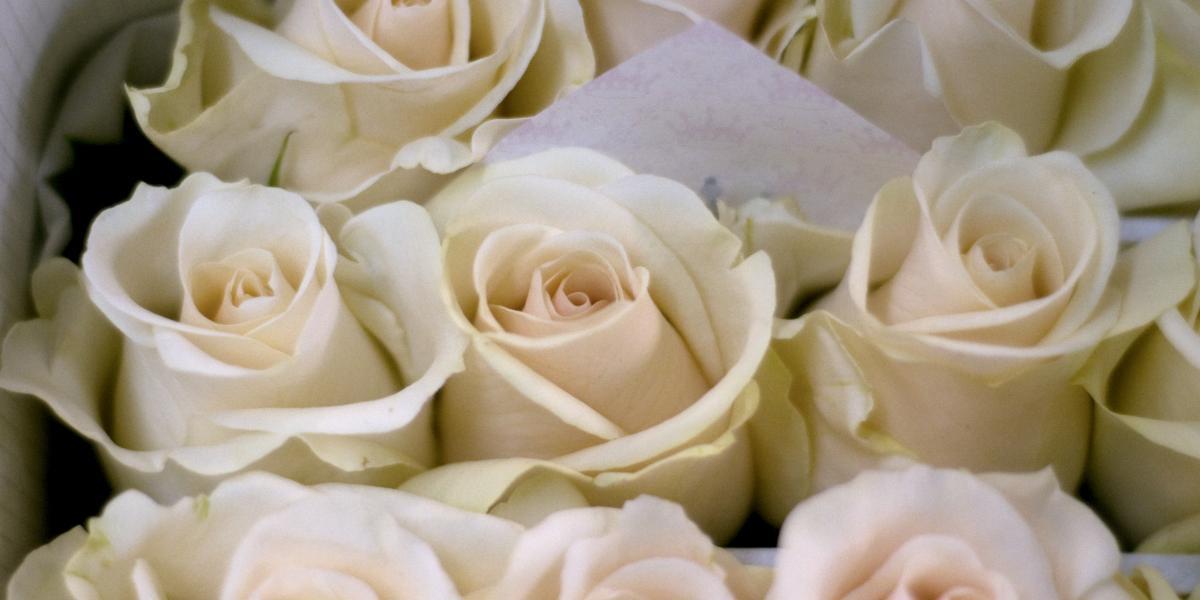 Las rosas blancas serán el símbolo contra el abuso en los Grammys