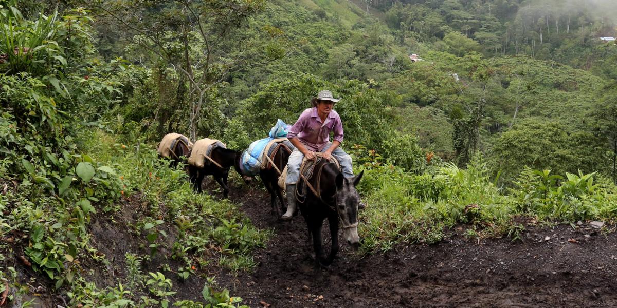En la vereda Garrapatal recorren a mula o a pie 3 km para llegar a la carretera principal de La Palma y sacar sus productos.