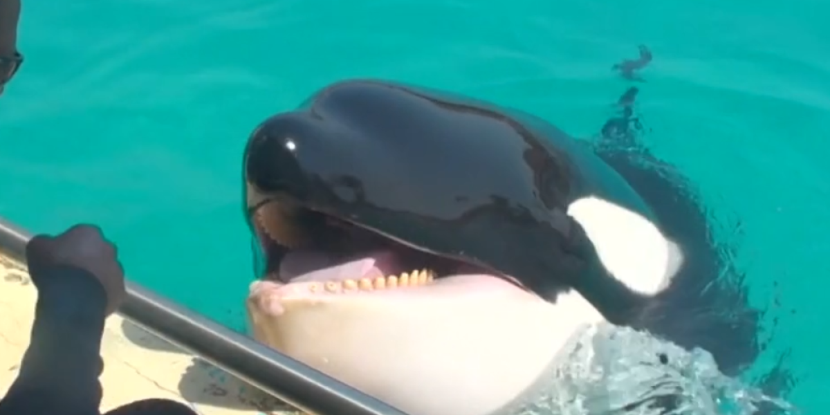 Enseñan a ‘hablar’ a una orca y así es cómo se escucha  LISTAR