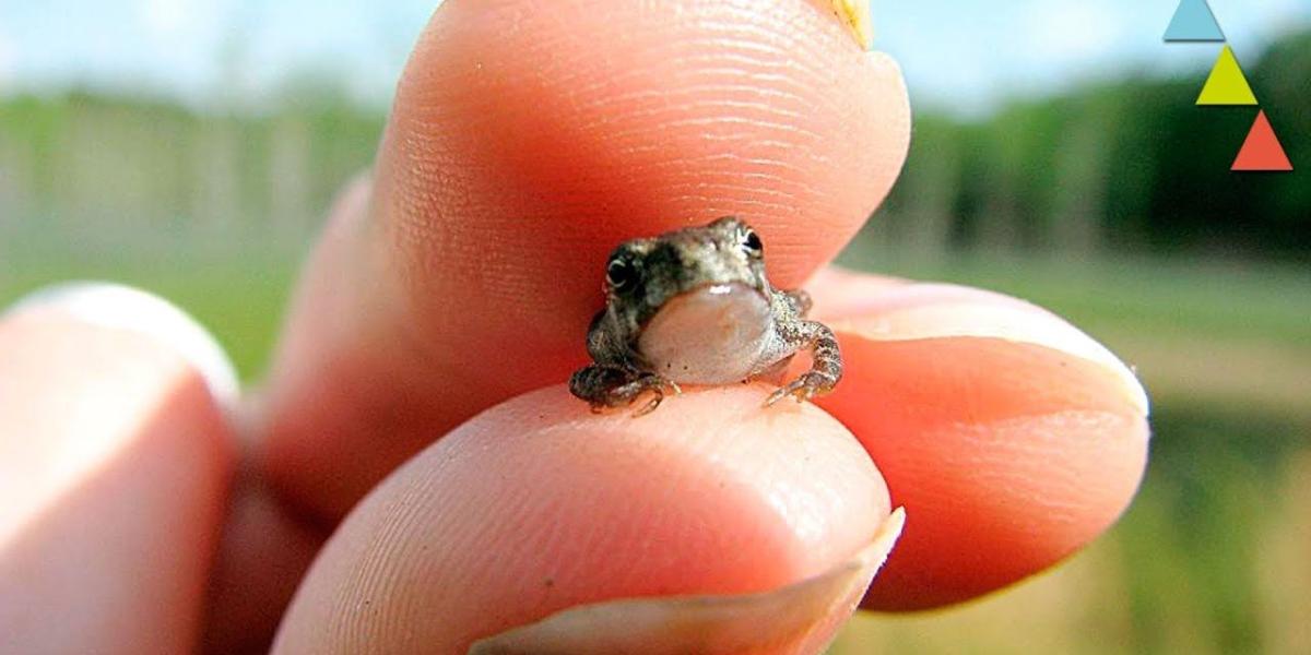 Los 10 animales más pequeños del mundo