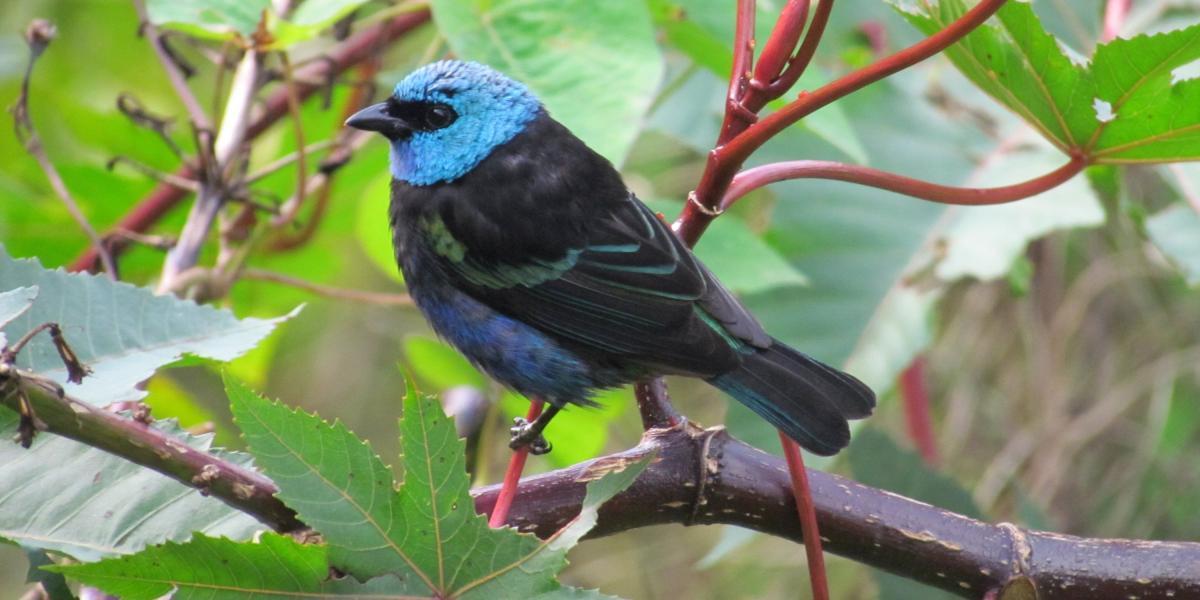 En Colombia habitan más de 1.900 especies de aves.