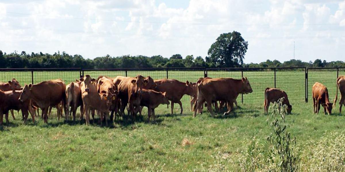 El ganado ‘wagyu’ es el más fino del mundo. Un reproductor puede costar 50 millones de pesos.