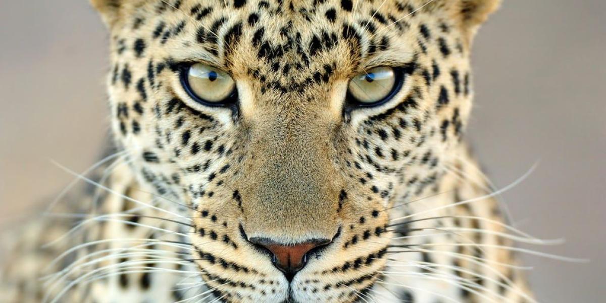 Mirada de leopardo. Durante tres semanas en el parque nacional de Serengeti, en Tanzania, el fotógrafo Martin van Lokven se encontró varias veces con este leopardo hembra. Los guías locales la llamaban Fundi y posó frente a su lente.