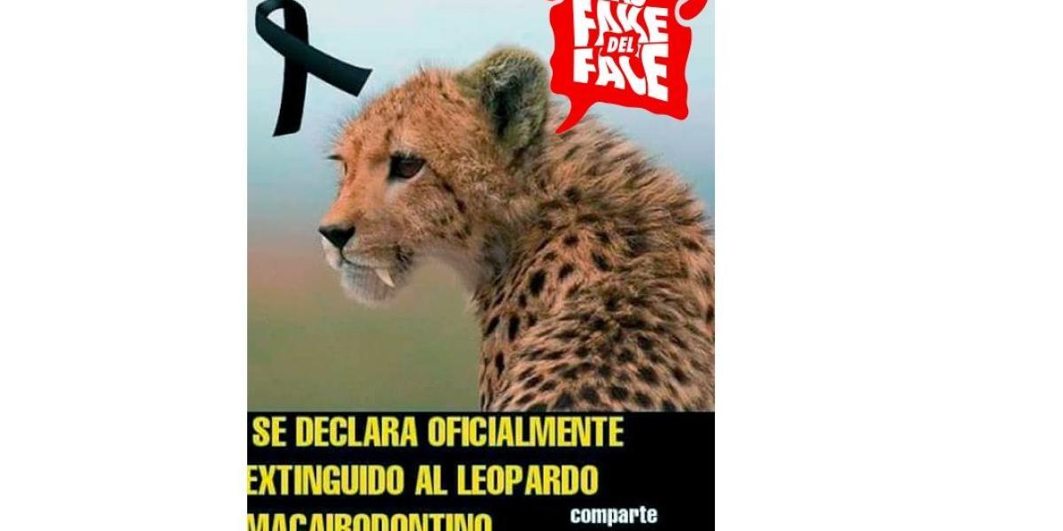 El leopardo macairidontiano no existe, se trató de un fotomontaje para un experimento social.
