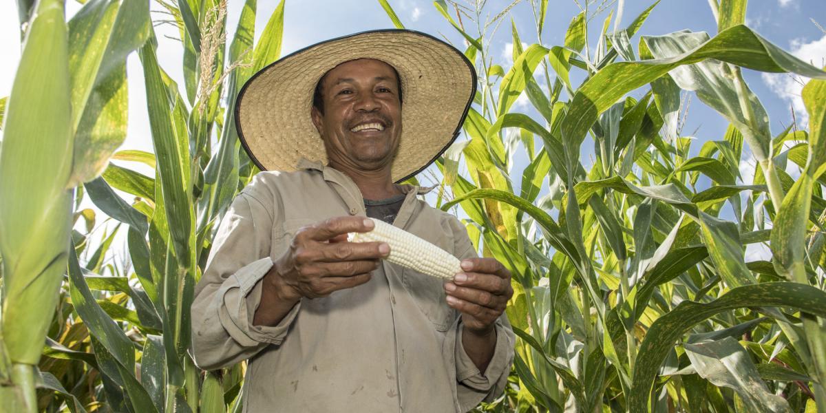 La nueva variedad es producto del trabajo de investigación liderado por el Centro Internacional de Mejoramiento de Maíz y Trigo (CIMMYT), con el apoyo de HarvestPlus, programa coordinado por el Centro Internacional de Agricultura Tropical (CIAT) y el Instituto Internacional de Investigación sobre Políticas Alimentarias (IFPRI).
“Sin duda esta es otra buena noticia para la seguridad alimentaria y nutricional de los colombianos. Es también una bonita oportunidad para compartir los buenos resultados que se pueden alcanzar con el trabajo en equipo que venimos”, dice Luis Narro, investigador líder del CIMMYT en Colombia.
Con el desarrollo, la siembra y el consumo de variedades biofortificadas, como BIO-MZN01, se busca reducir la mala nutrición que en América Latina y el Caribe cobija al 6,6 por ciento de la población, es decir, 42 millones de personas, según el informe Panorama de la Seguridad Alimentaria y Nutricional en América Latina y el Caribe 2017 publicado por la Organización de las Naciones Unidas para la Alimentación y la Agricultura (FAO) y la Organización Panamericana de la Salud (OPS).
En Colombia las deficiencias nutricionales de zinc, en algunas zonas de Colombia, afectan al 50 por ciento de la población
Una dieta rica en zinc ayuda en procesos vitales como desarrollo del feto, formación de huesos, sistema nervioso, cerebro y sistema inmune.
La nueva variedad biofortificada contiene 36 por ciento más de zinc que las variedades tradicionales de maíz; una arepa preparada con este maíz contiene hasta cinco veces más de zinc que una preparada con maíz regular. 
Además, el rendimiento experimental promedio obtenido por BIO-MZN01 fue entre 6 y 8 toneladas por hectárea, prácticamente el doble de las 3.6 toneladas por hectárea del promedio nacional. Puede ser cultivada entre los 0 y los 1.400 metros sobre el nivel del mar y se puede sembrar en los dos semestres del año.
En el país, la primera variedad de maíz blanco biofortificado con zinc será liberada este viernes en la sede del CIAT, en Palmira.