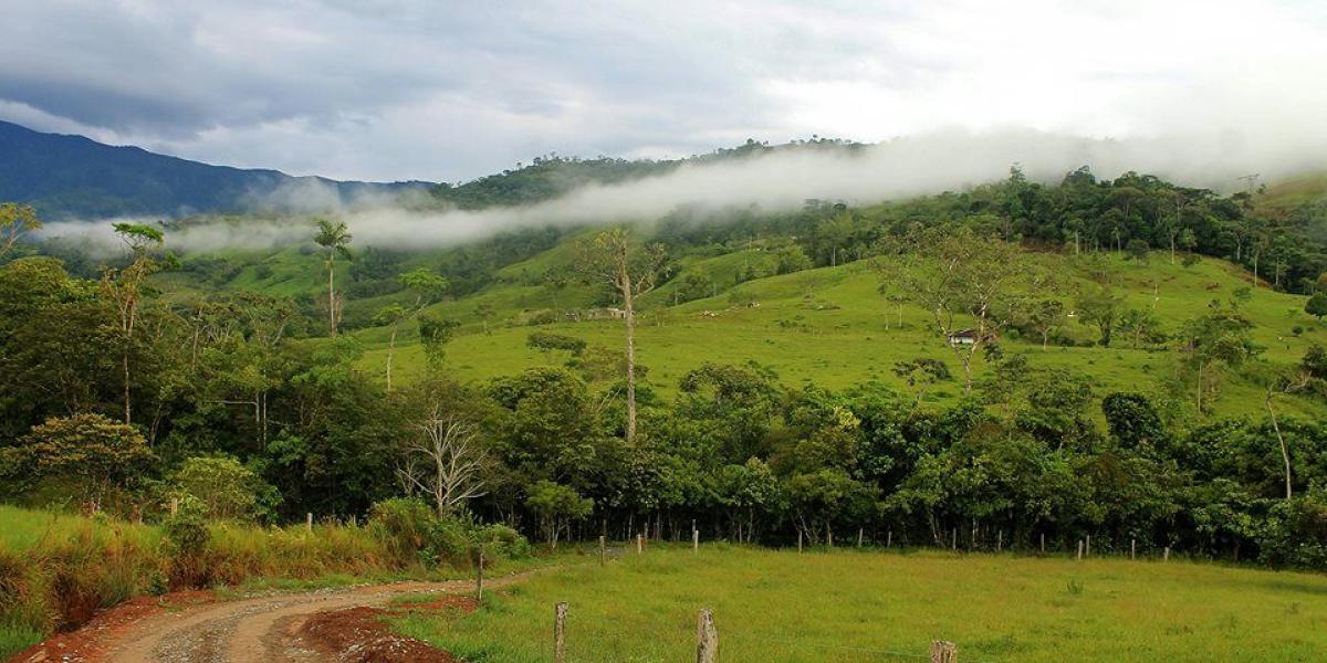 Polémica En Meta Por Tala De árboles En Bosque De Mesetas