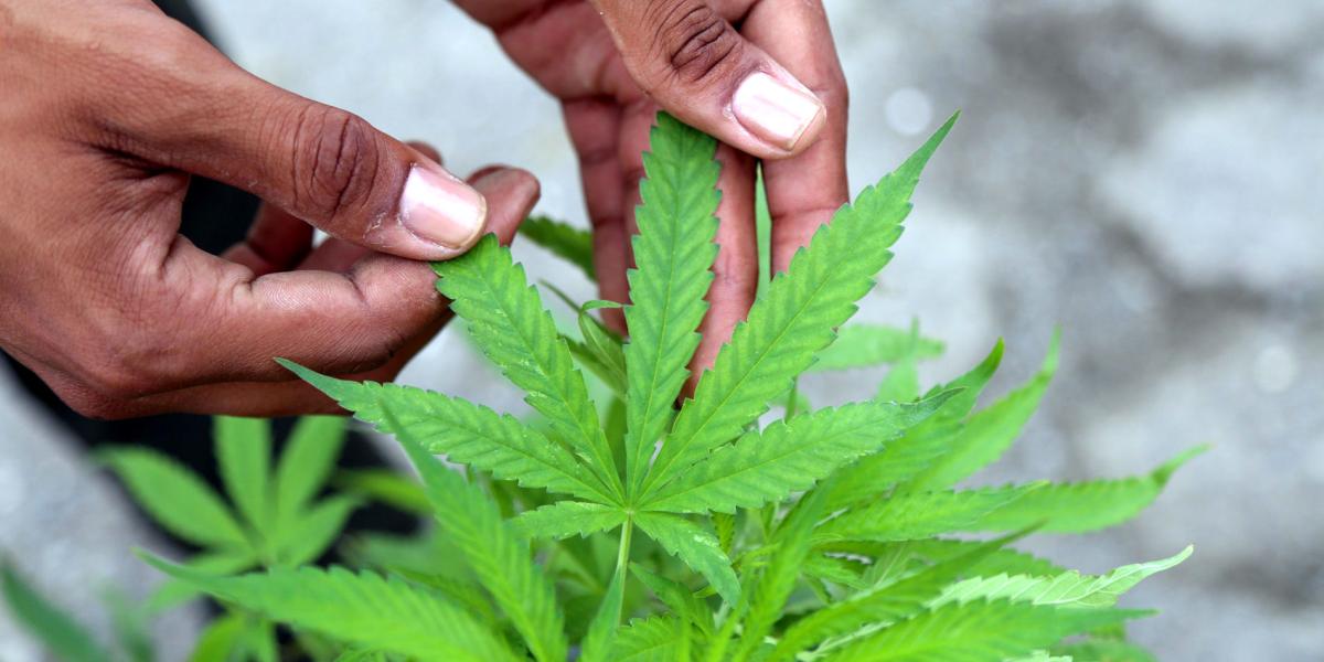 El cultivo de cannabis abarcaría una longitud inicial de 17, 5 hectáreas.