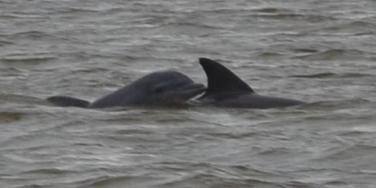 Delfines en el Golfo de Urabá.
