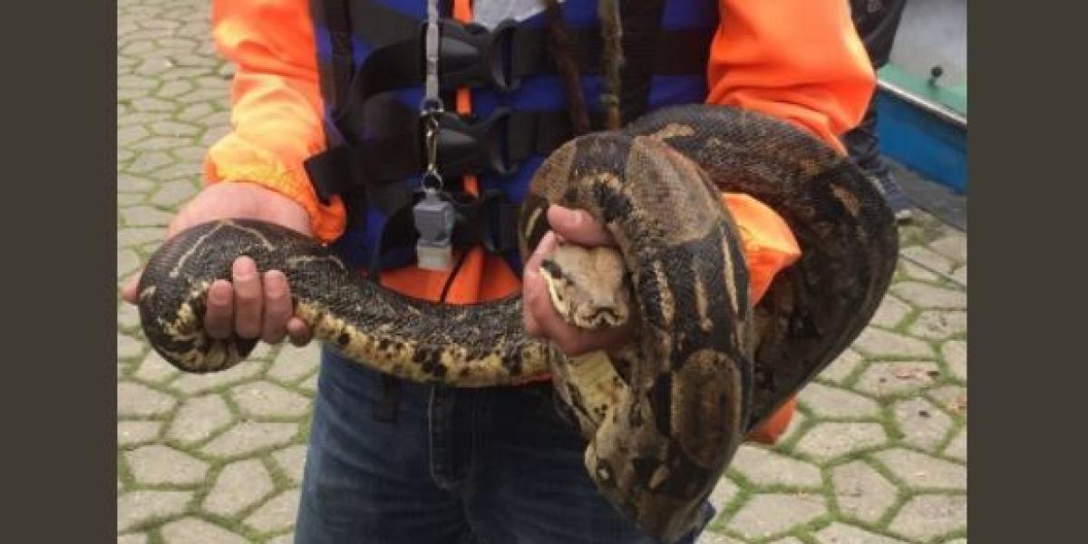 Hallan una serpiente abandonada en el Parque Simón Bolívar