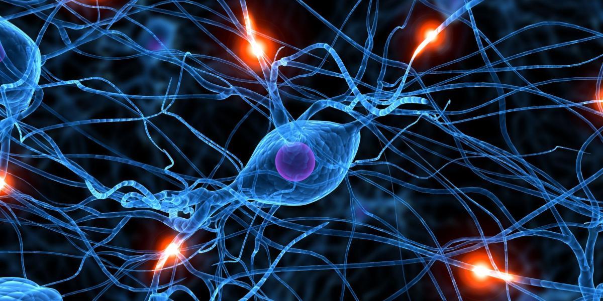 Las neuronas son las principales células del sistema nervioso.