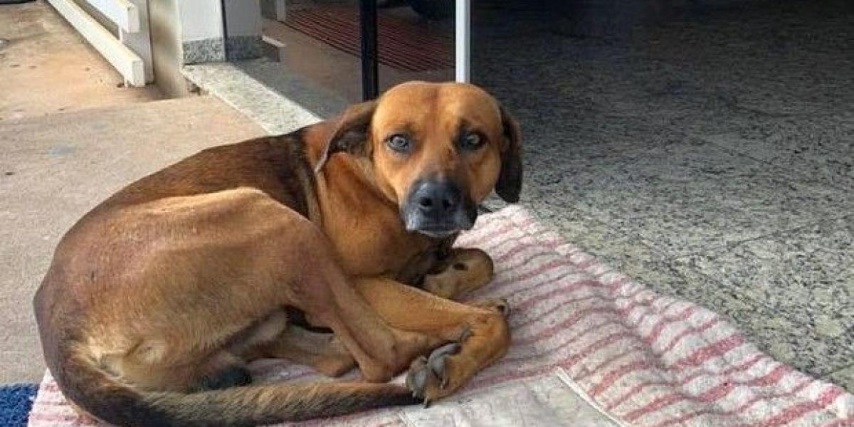 El canino aguardaba a su dueño en las puertas del Hospital Santa Casa de Sao Paulo, Brasil.