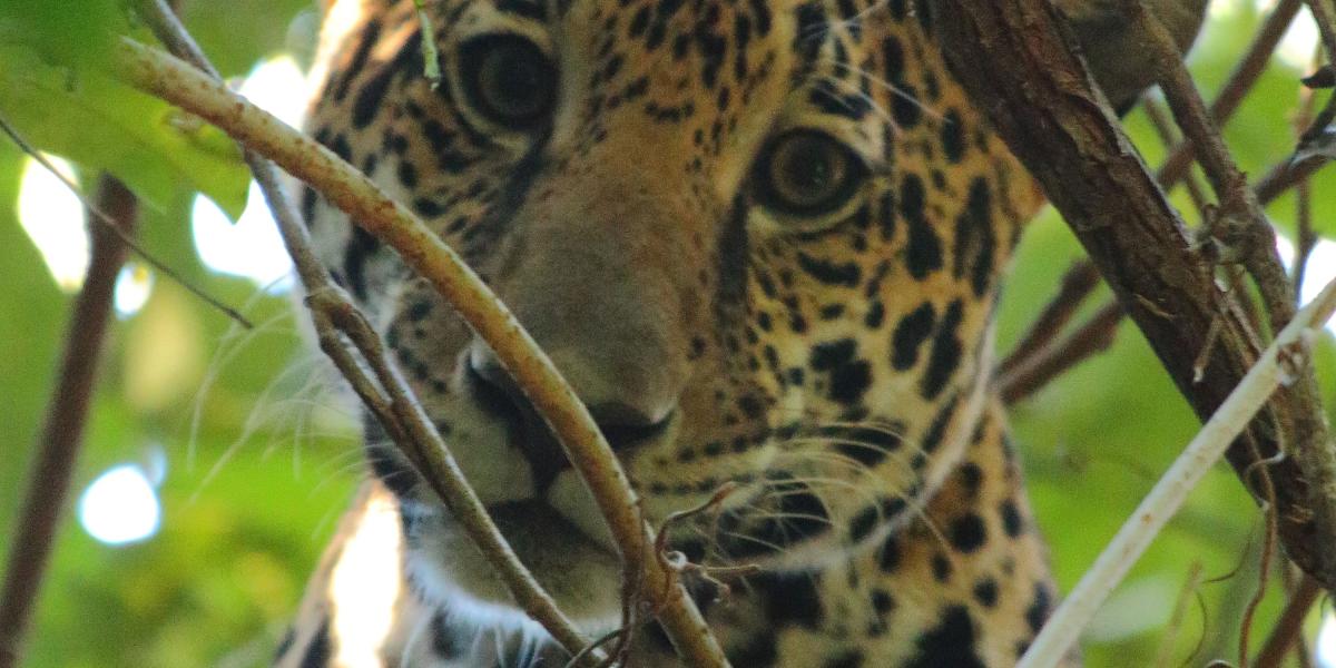 Se estima que hay 64.000 jaguares en el continente.