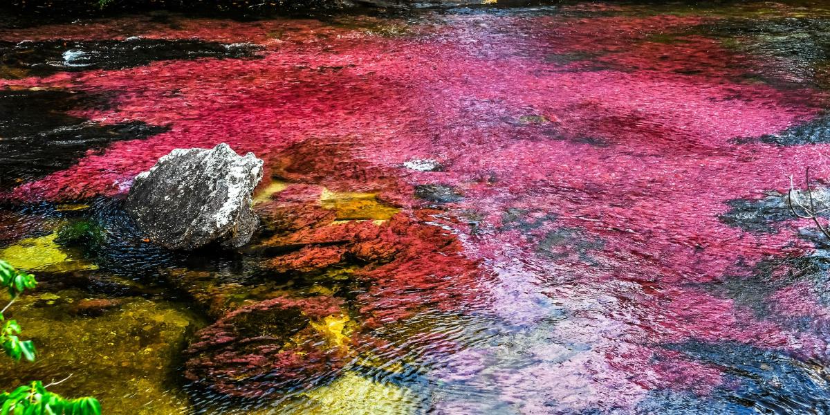 Caño Cristales, el famoso río de los cinco colores, está amenazado por la deforestación y la ampliación de la frontera agropecuaria.