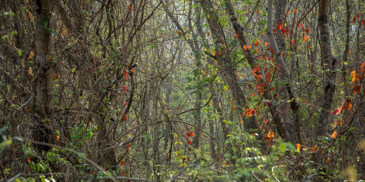 Bosque seco, uno de los ecosistemas más amenazados de Colombia.