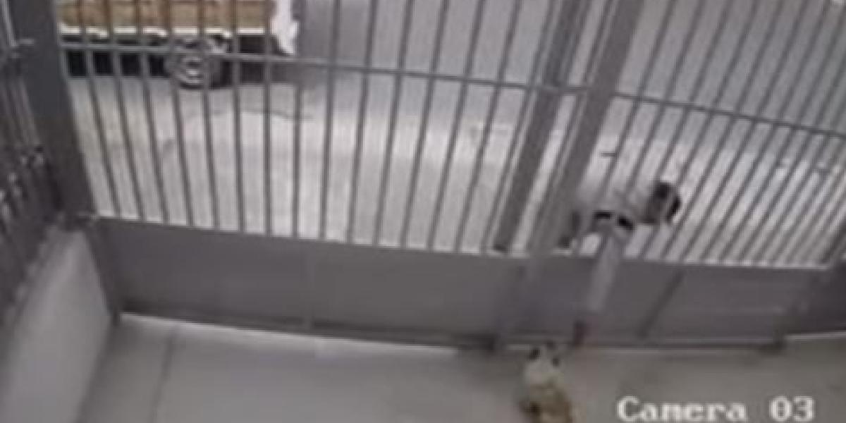 En video quedó registrado cómo hombre roba un perro de una casa