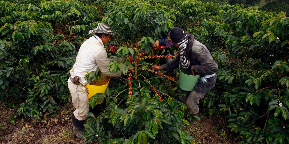 Según el presidente del Comité de Cafeteros del Quindío, la producción de aguacate requiere menos mano de obra que la del café.