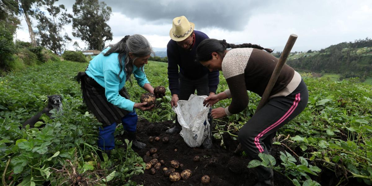 La campesina Ivone Taques (d) y su tía Fidela Taques (i) durante una jornada de trabajo en el cultivo de papa en la población de Gualmatán (Colombia).
