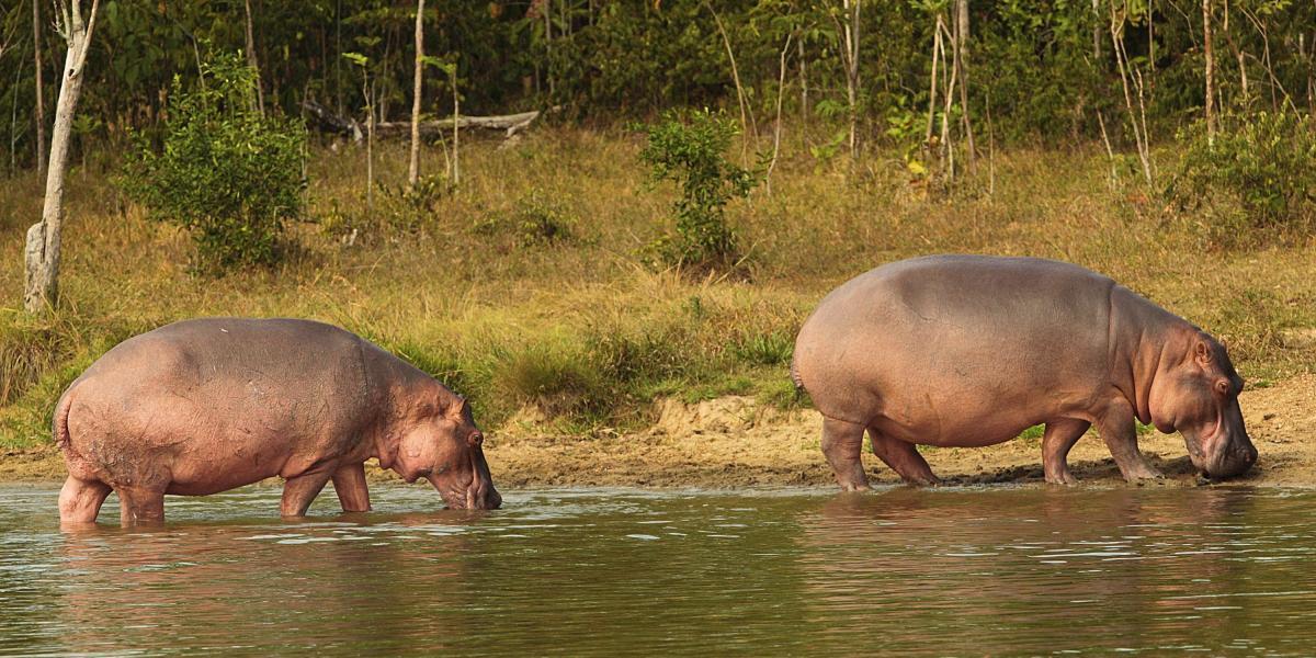 Según Conare, la hacienda Nápoles solo cuenta con un hipopótamo hembra, llamada Vanessa. Los demás, que habitan en el lago, hacen parte de la problemática de la región