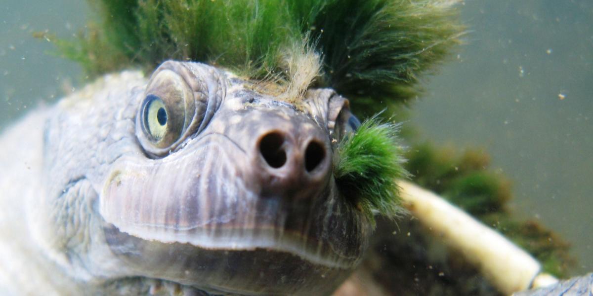Este animal también es conocido como ‘tortuga punk’ ya que tiene algas en vez de pelo, especialmente en la cabeza.