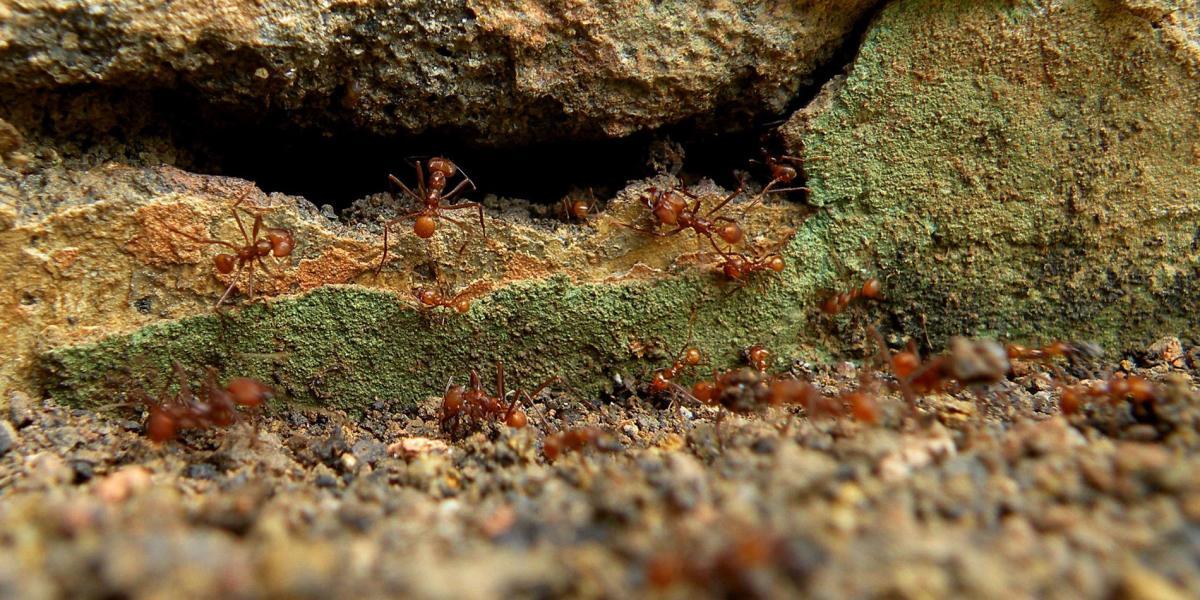 El estudio se orientó hacia la ecología química de las hormigas.