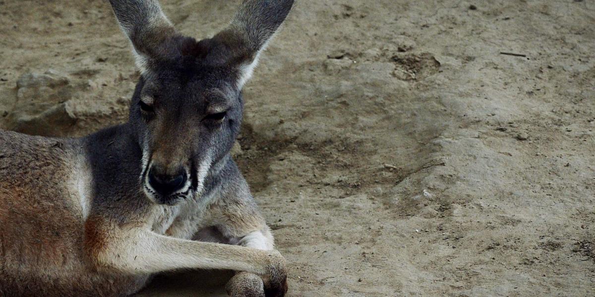 Algunos visitantes del zoológico tienen por costumbre lanzar proyectiles contra los canguros para hacerlos brincar. (Imagen de referencia)