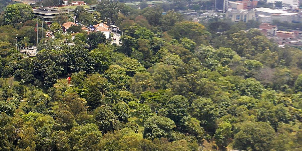 En Antioquia solo queda el 35 por ciento de bosques, según los últimos reportes sobre el tema.