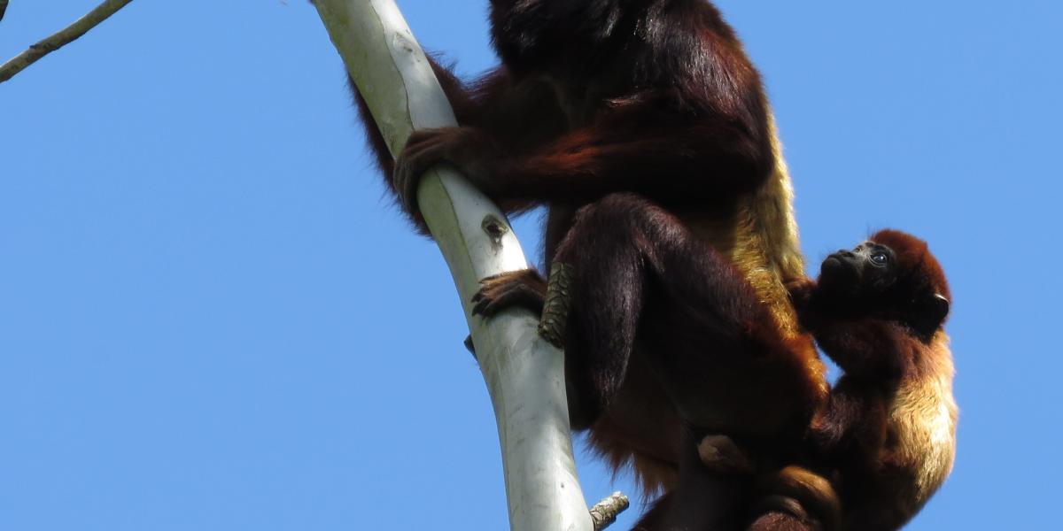 El Mono Aullador (Alouatta seniculus) también hace parte de la biodiversidad del Santuario. Se caracteriza por su color caoba rojizo en todo el cuerpo, su cara desnuda y una pequeña barba. Esta especie habita generalmente en bosques primarios de baja altitud.