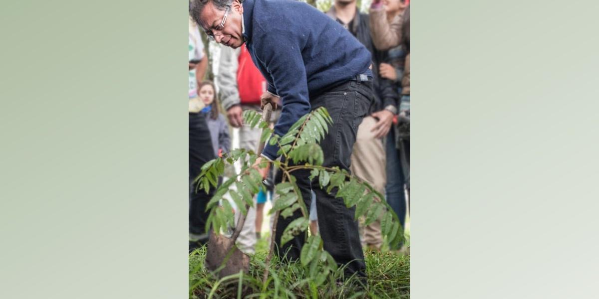 El exalcalde Gustavo Petro sembró un árbol en la reserva Thomas Van der Hammen