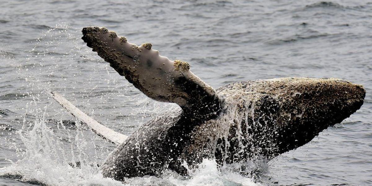 Desde fines del siglo XIX y la primera mitad del XX, estos cetáceos fueron el blanco predilecto de cazadores que llegaban a aguas australes.