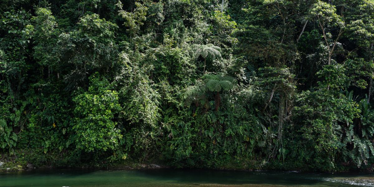 En 2016, el país perdió cerca de 179.000 hectáreas de bosque natural.