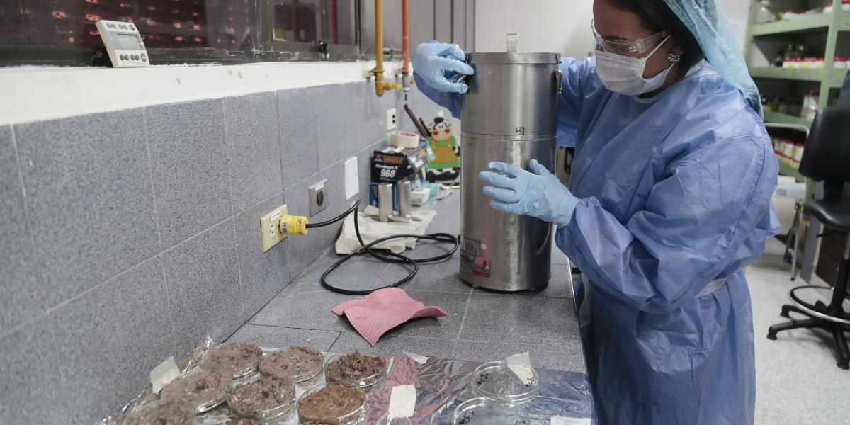 En cuatro laboratorios del Instituto Colombiano de Petróleo en Santander, se estudiaron las muestras de los peces.
