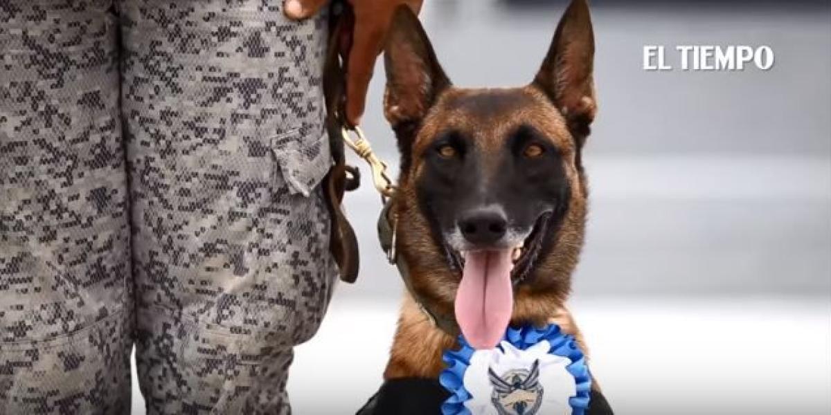 Perros de la Fuerza Aérea se jubilaron en Cali