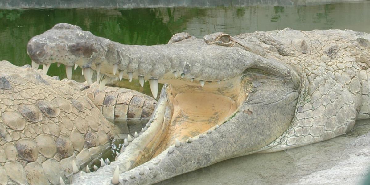 El caimán es uno de los reptiles más grandes en la mayoría de ecosistemas.