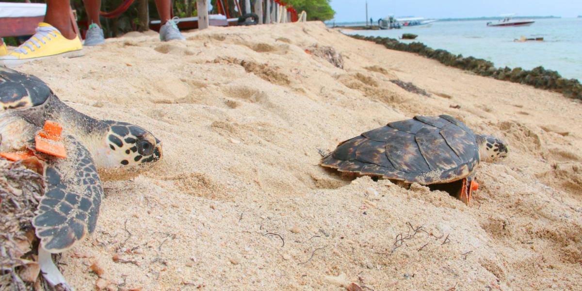 El fin de semana pasado fueron liberadas 11 tortugas Carey en Islas del Rosario, los animales habían nacido en Playa Blanca.
