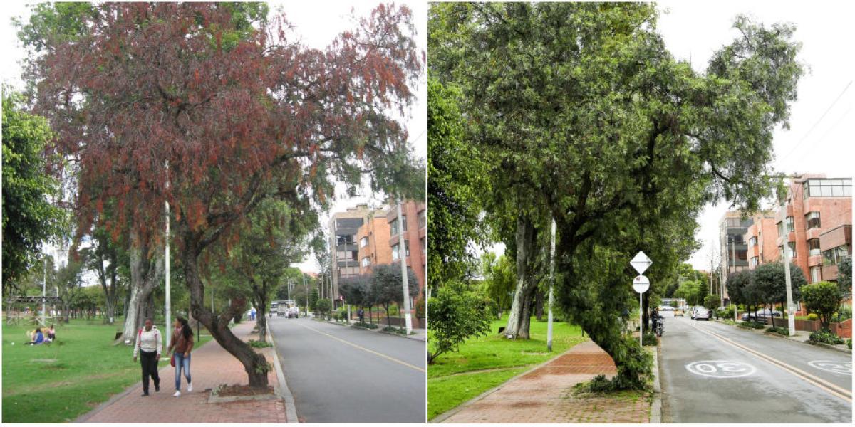 A la izquierda, árbol afectado por el chinche. A la derecha, el mismo luego del tratamiento fitosanitario.