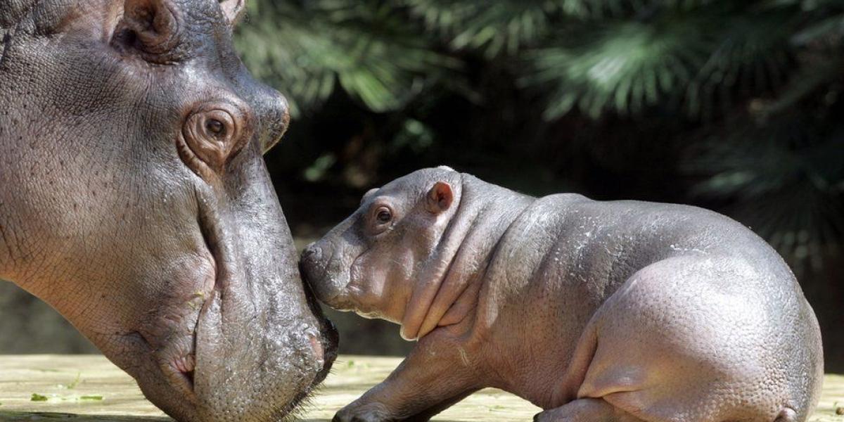 BBC Mundo: Una cría de hipopótamo con su mamá.